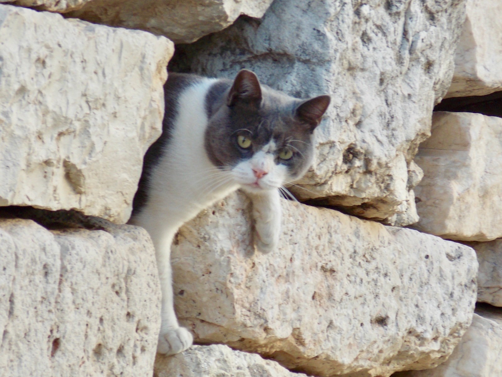 Athenian cat on the ruins of the Acropolis. - My, cat, Greece, Athens