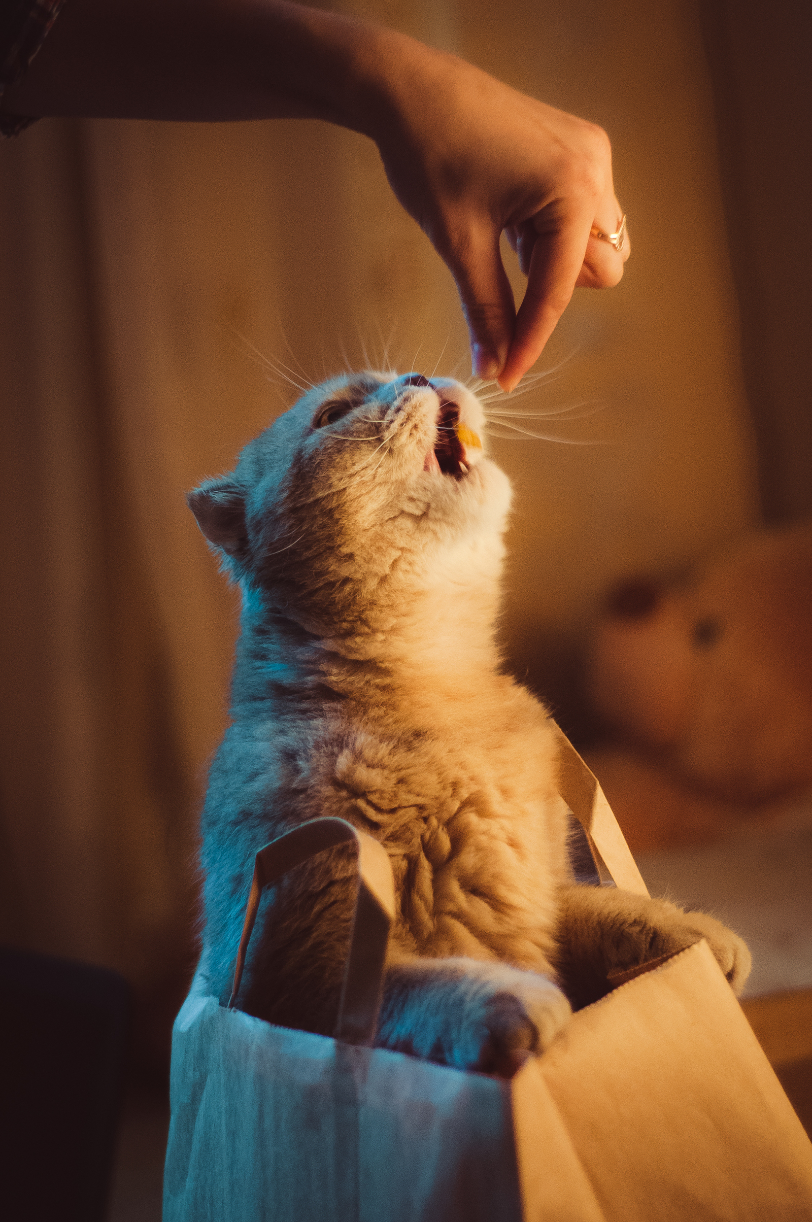 Meow! - My, cat, Nikon, , Lightroom, Longpost, Nikon d90