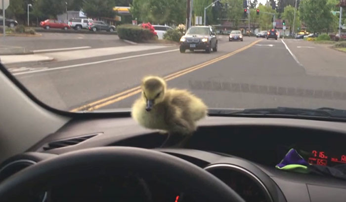 An American raised and turned into an Instagram celebrity a wild gosling he saved - news, Popularity, The rescue, Kindness, GIF, Longpost