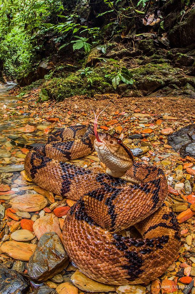 Photo of a rare snake from Colombia - Snake, Rare view, Colombia, Poisonous animals