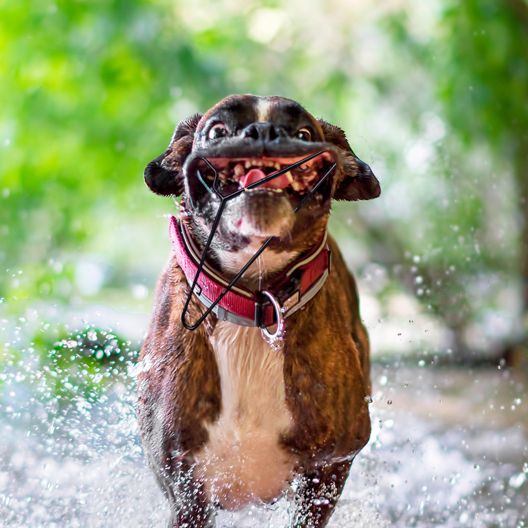 [Fotozhaba] Happy dog ??running through a puddle - Psbattles, Fotozhaba, Photoshop, Dog, Happiness, A selection, Longpost