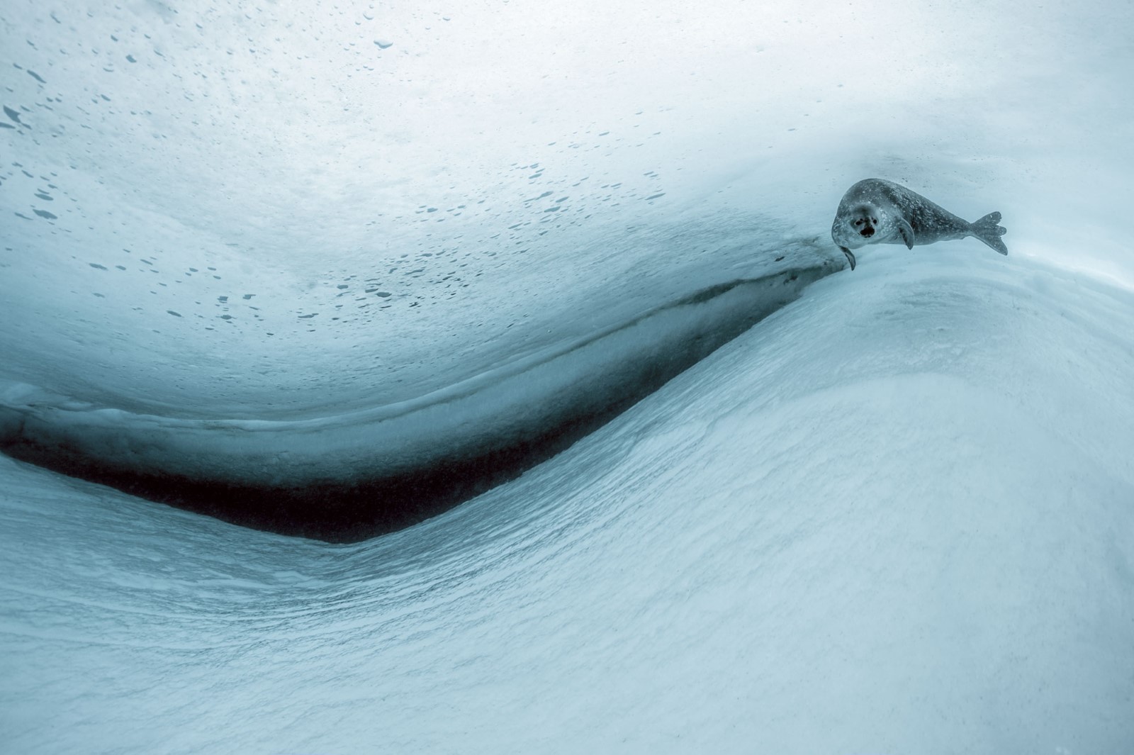 Looking for food - Ice, Seal, Antarctic, Antarctica, Nature