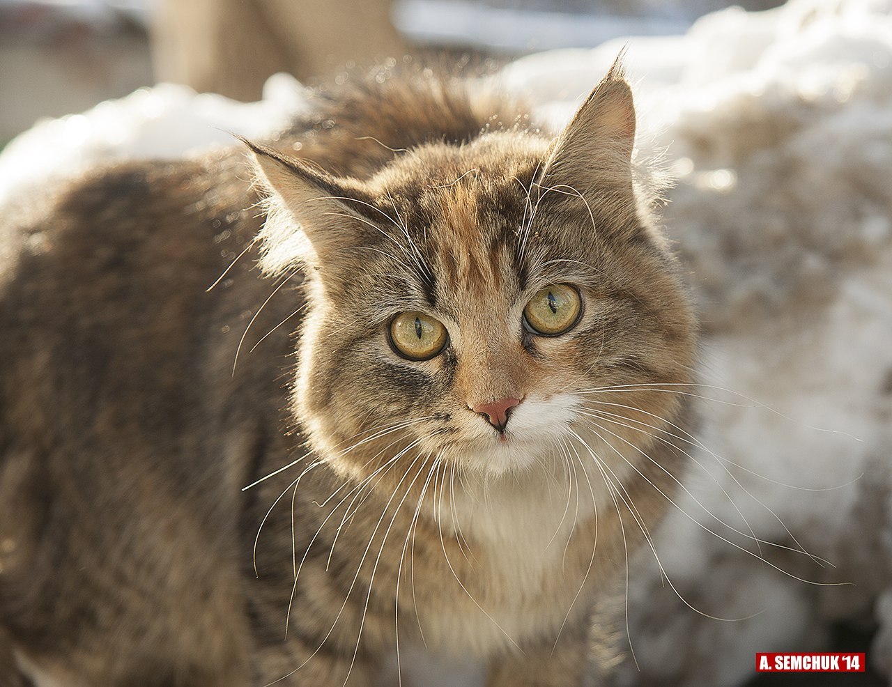 Kotikov in your feed - My, cat, Усы, 