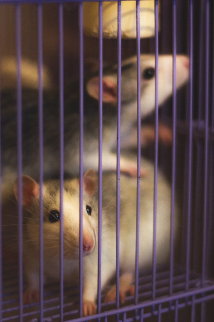 I love rats - My, Rat, Pets, Mouse, First post, Decorative rats, Longpost