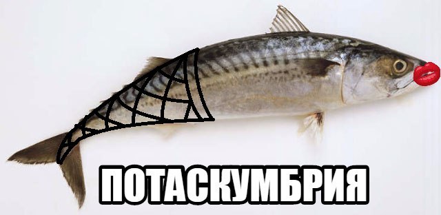 potascumbria - My, Cinder blocker, Mackerel, A fish, Memes