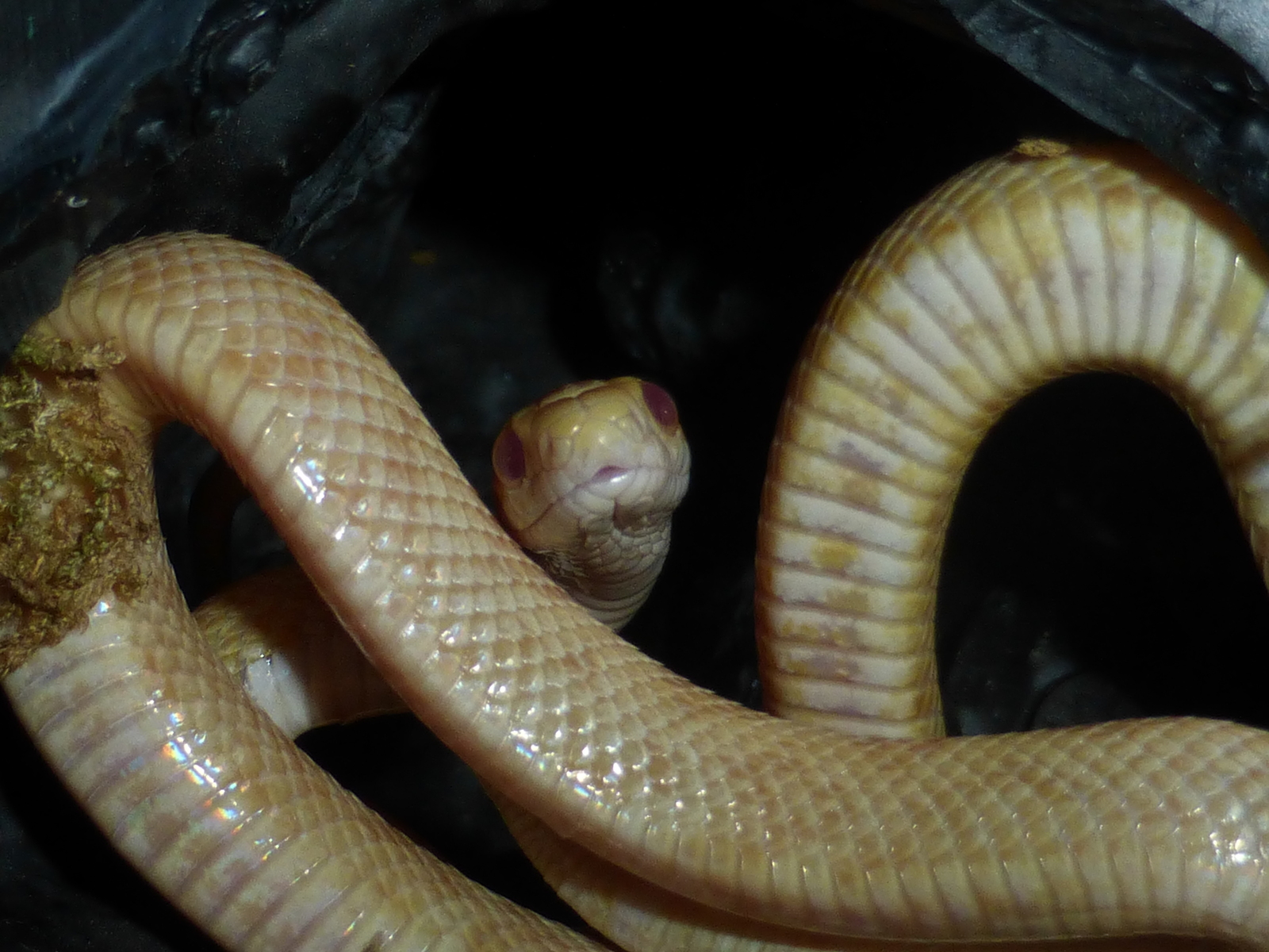 Your face when they suddenly take a picture. - Terrariumistics, Snake, Maize snake