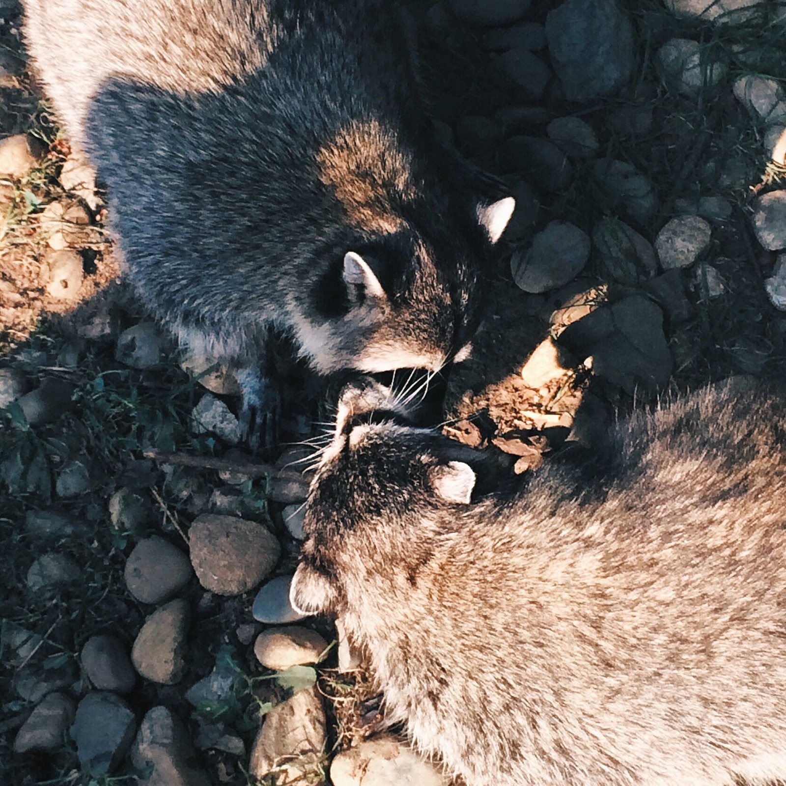 Lovely post. - My, Raccoon, Love, Nicely, Milota