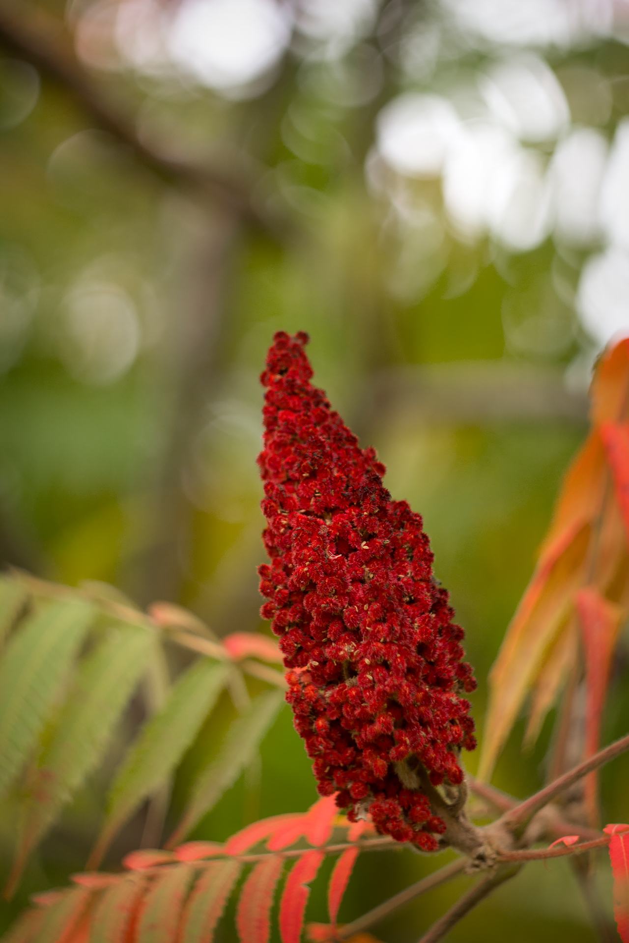 Botanical garden of SFU. - My, Garden, Autumn, Nature, Water, Foliage, Canon 60d, Longpost