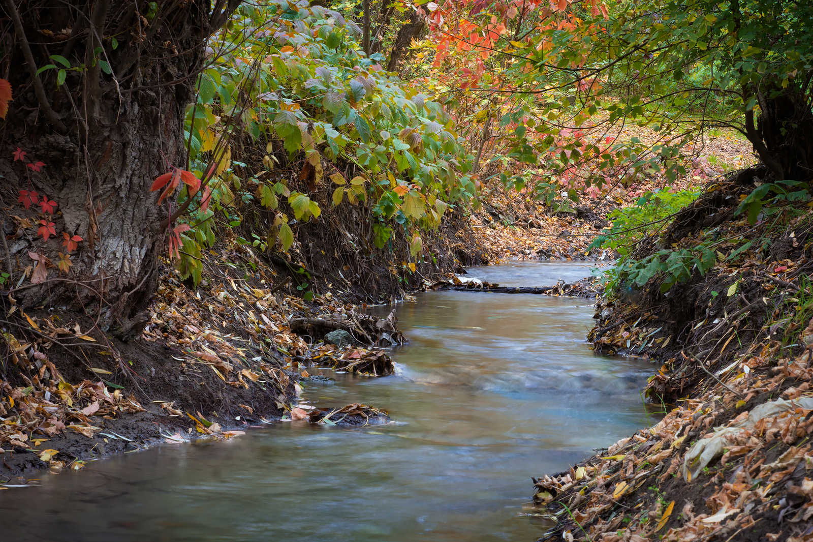 Botanical garden of SFU. - My, Garden, Autumn, Nature, Water, Foliage, Canon 60d, Longpost