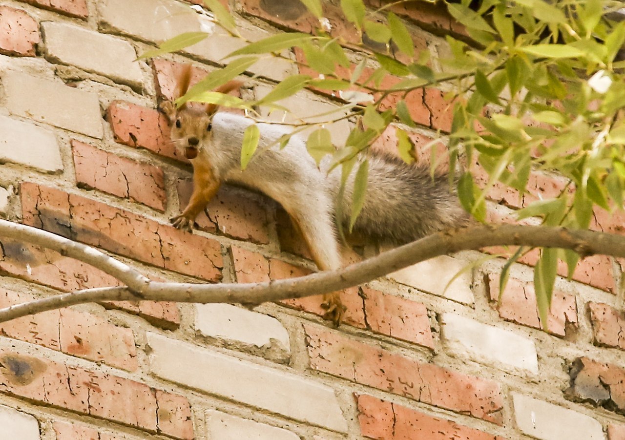белкины новости. белкин парк вычегодский.