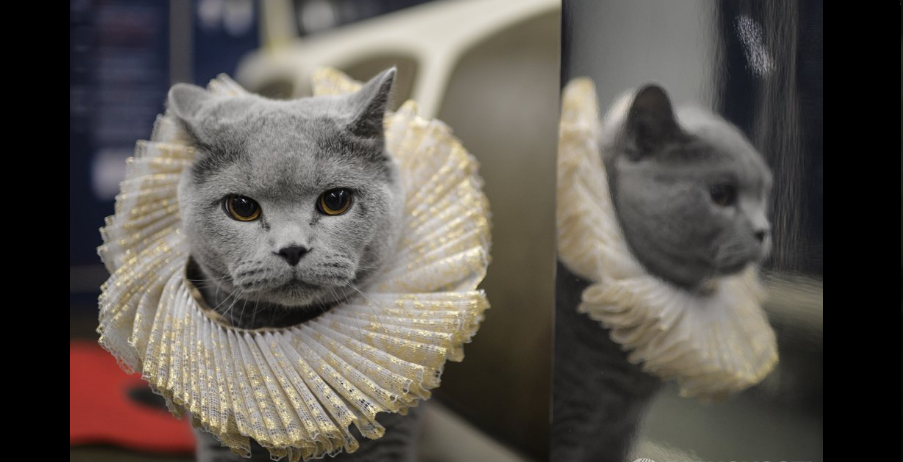 First Passenger on the Shakespearean Passion Train - cat, Metro, William Shakespeare, A train, , British