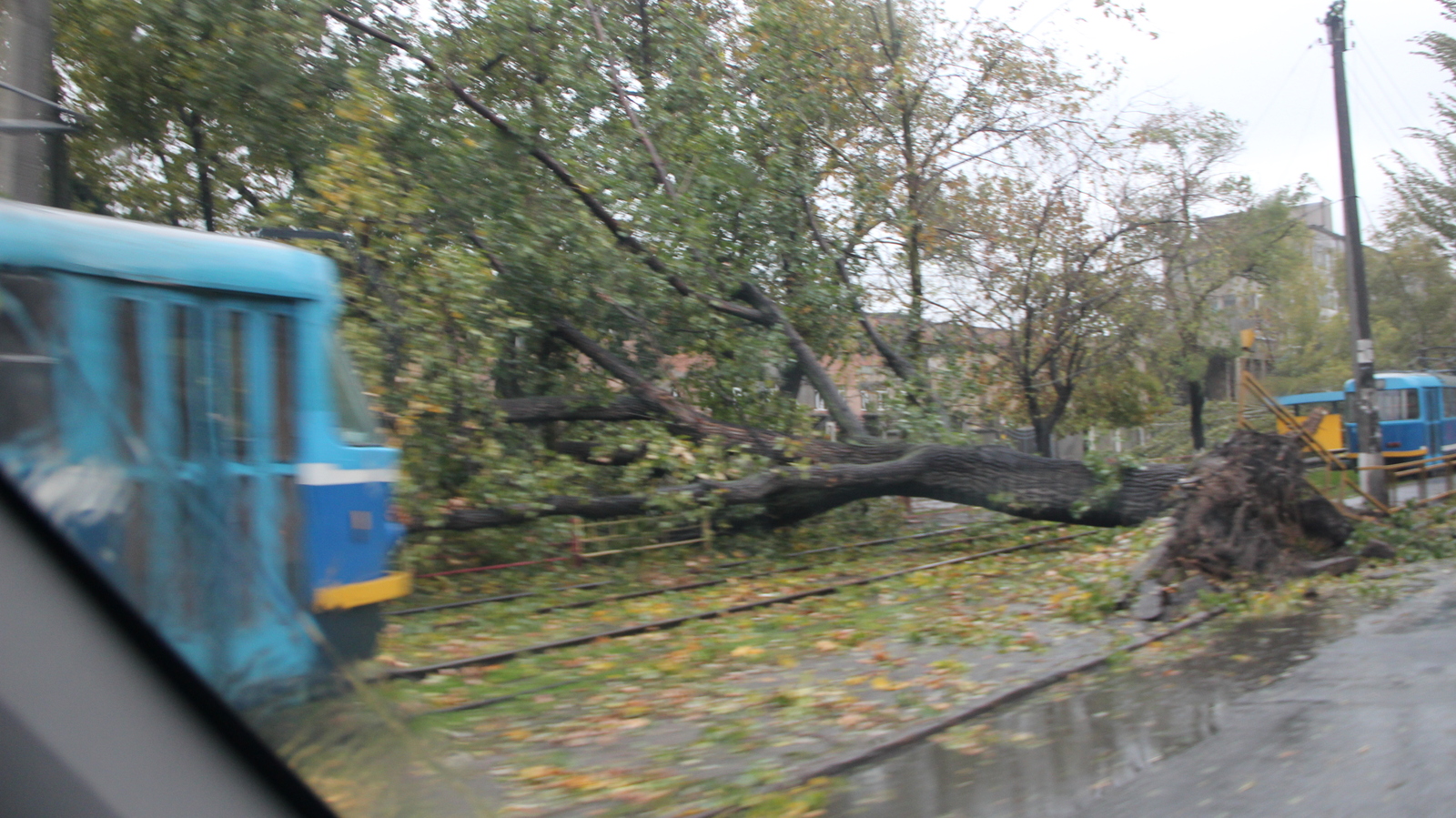 Hurricane Storm strong wind rain and all this in Odessa 12-10-2016 - My, Hurricane, Odessa, Wind, Rain, Strong, Storm, The fall, Tree, Longpost