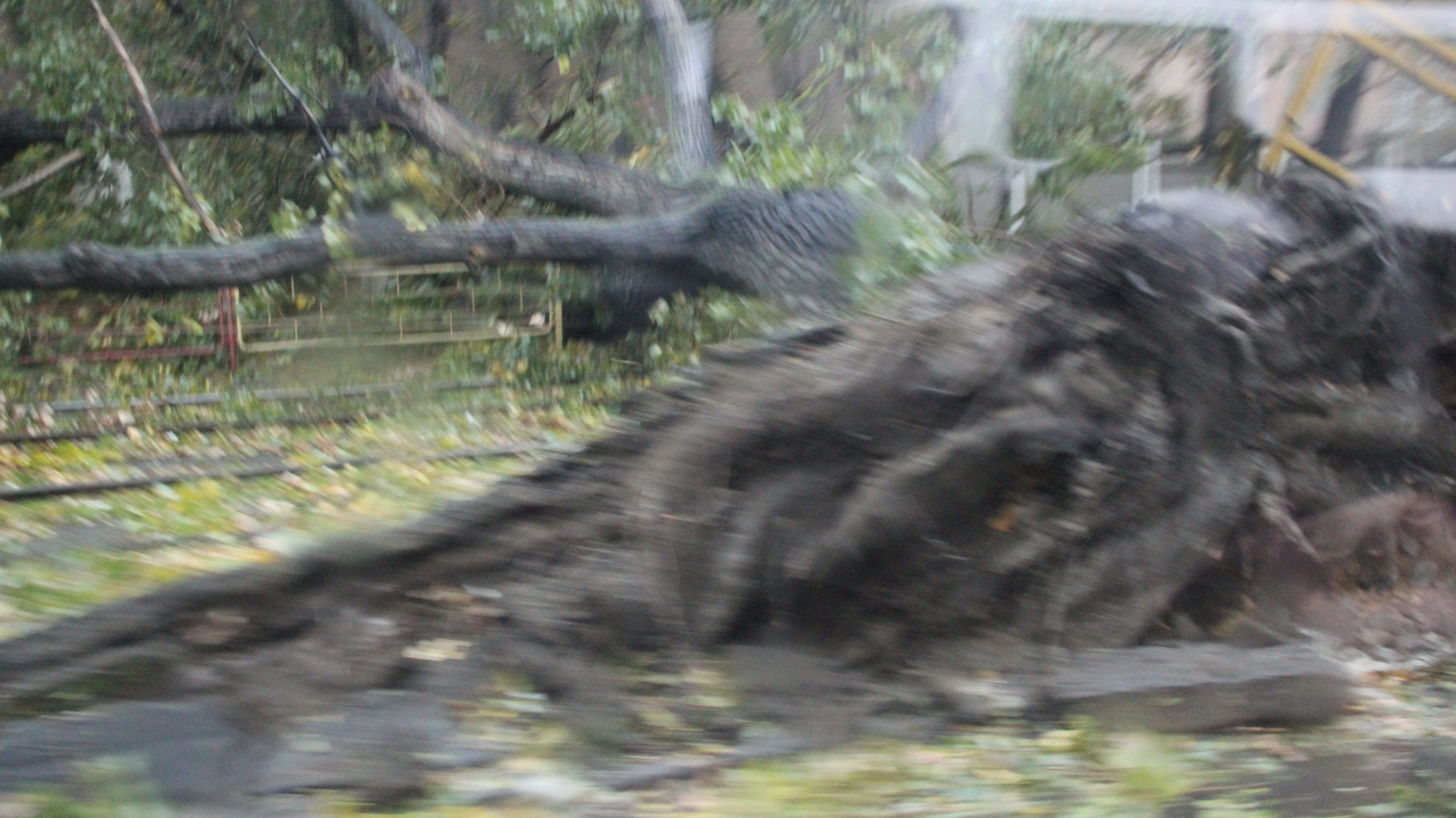 Hurricane Storm strong wind rain and all this in Odessa 12-10-2016 - My, Hurricane, Odessa, Wind, Rain, Strong, Storm, The fall, Tree, Longpost