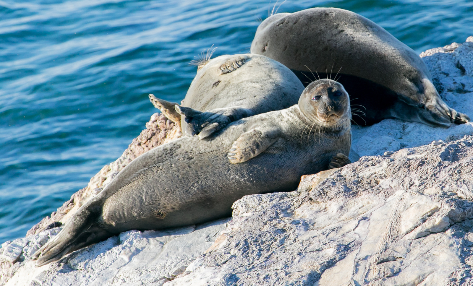 Funny Baikal seals =) - Seal, Baikal, Artur Murzakhanov