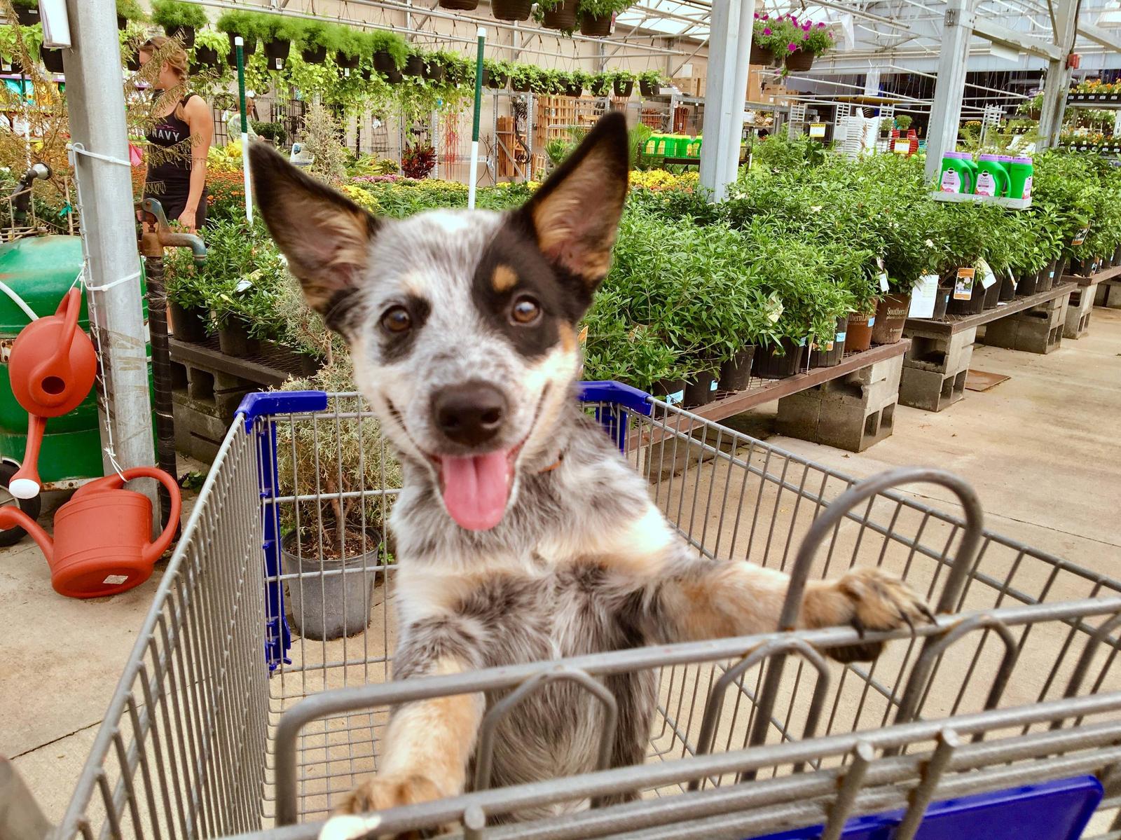 Little Debbie goes shopping for the first time. - Dog, Puppies, Score, First time