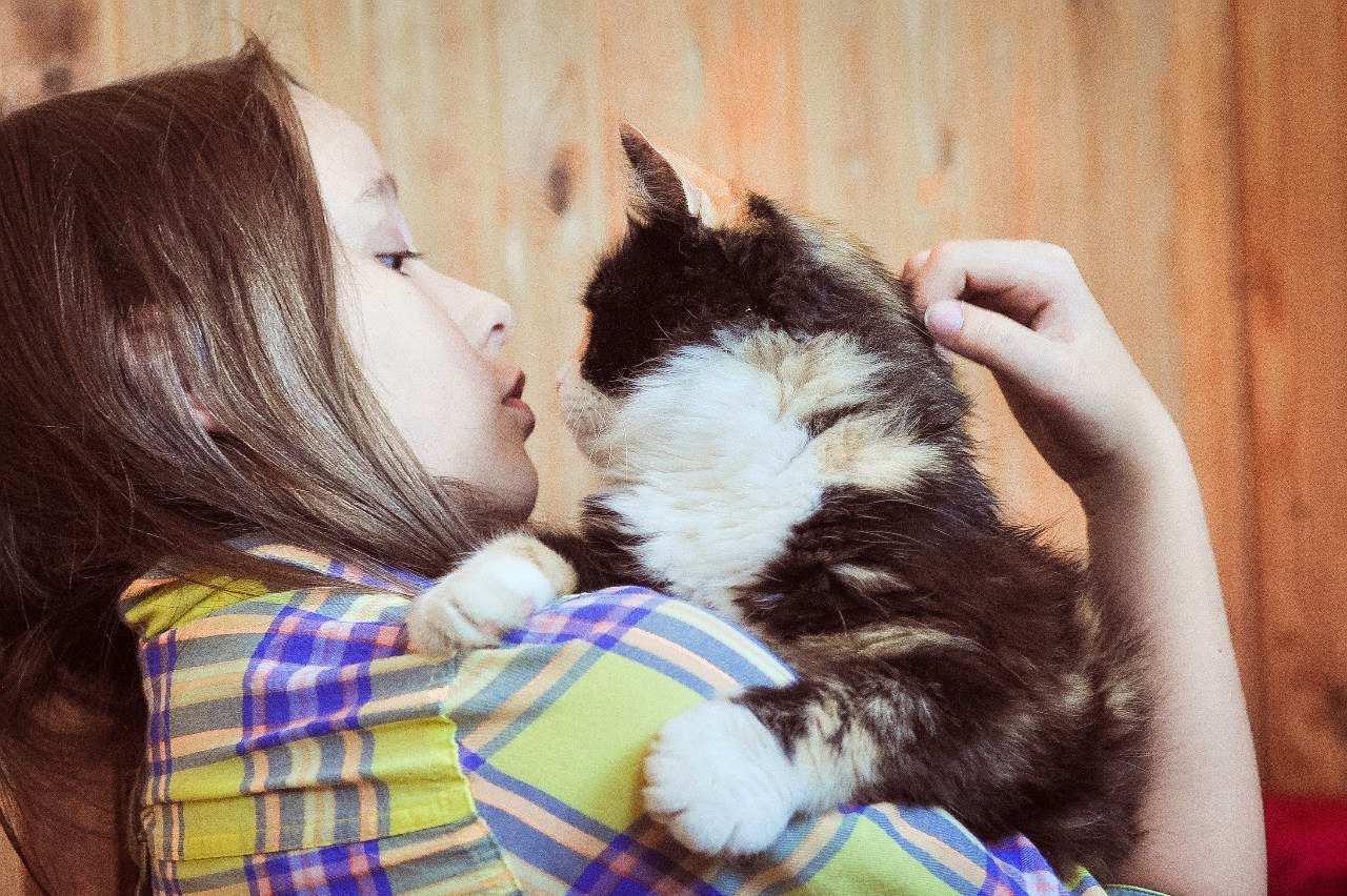 Shelter Sawmill. - My, Magic, Kindness, Dog, cat, Longpost