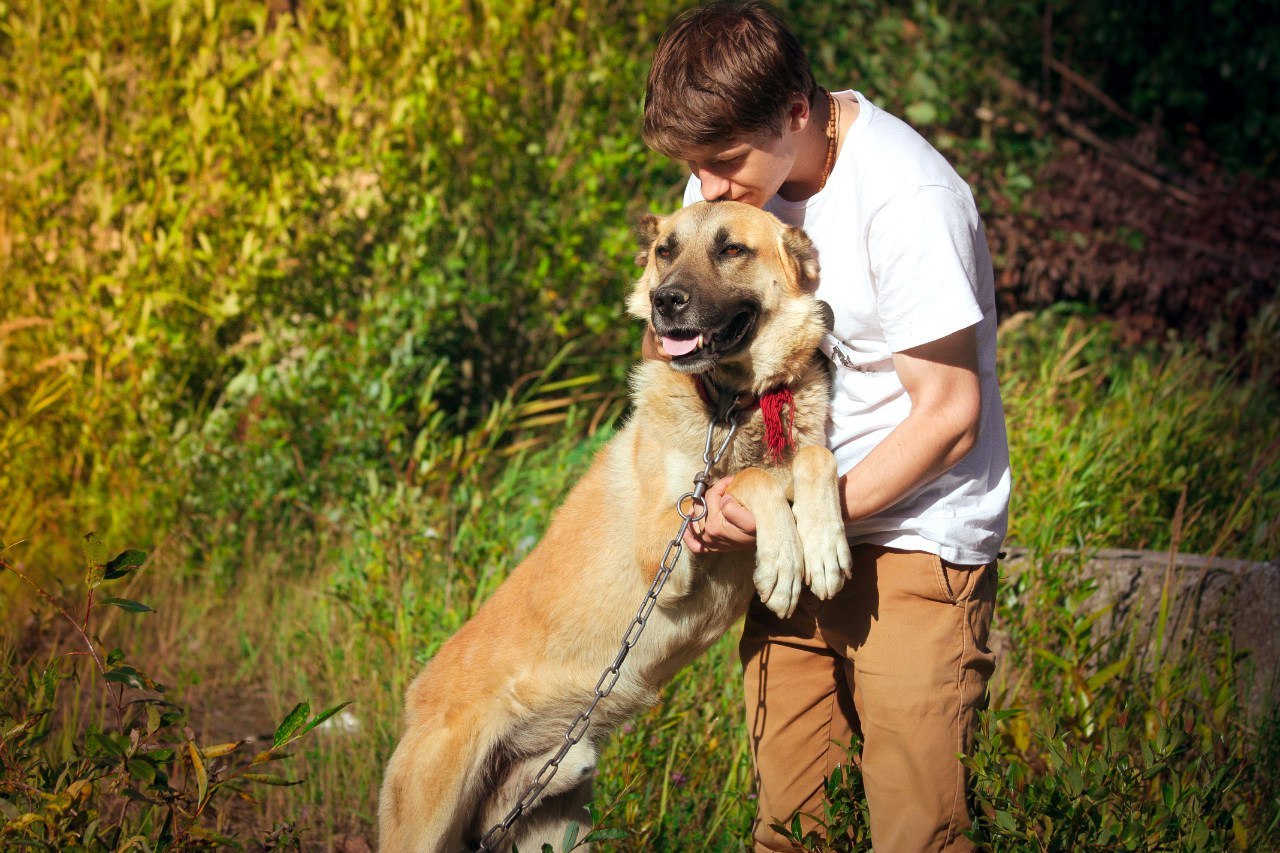 Shelter Sawmill. - My, Magic, Kindness, Dog, cat, Longpost