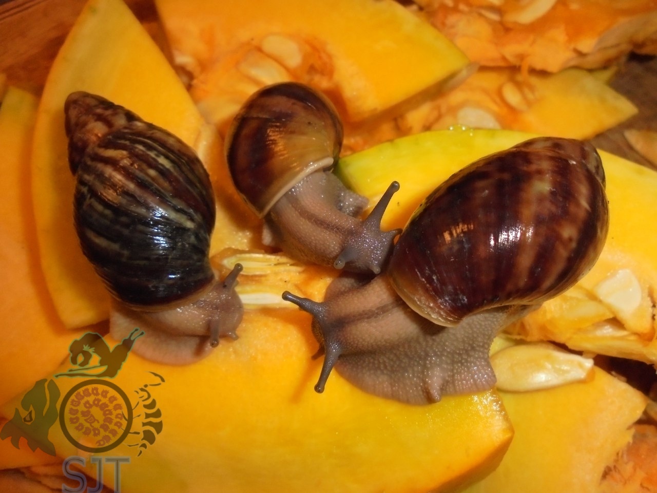 Heading Our animals. - My, Exotic animals, Zoo, Hobby, Heading, Achatina, Longpost