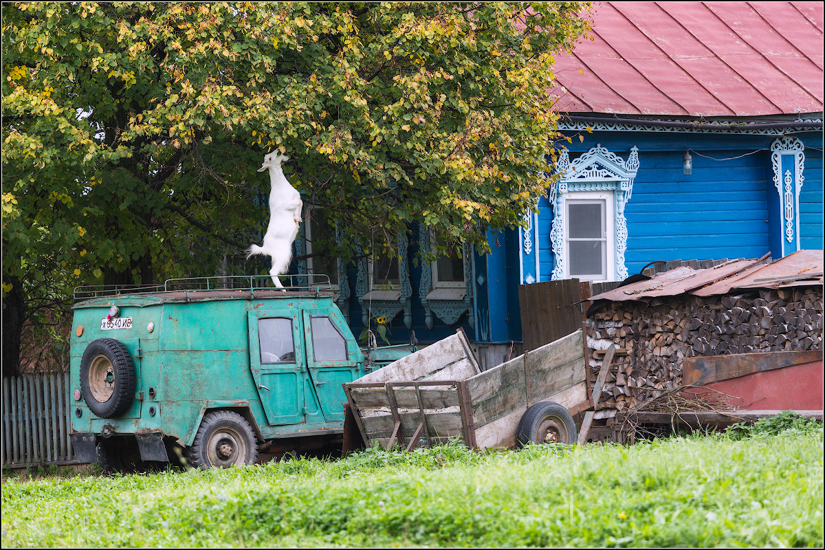 Козий десант =) - Коза, Фото, Не мое