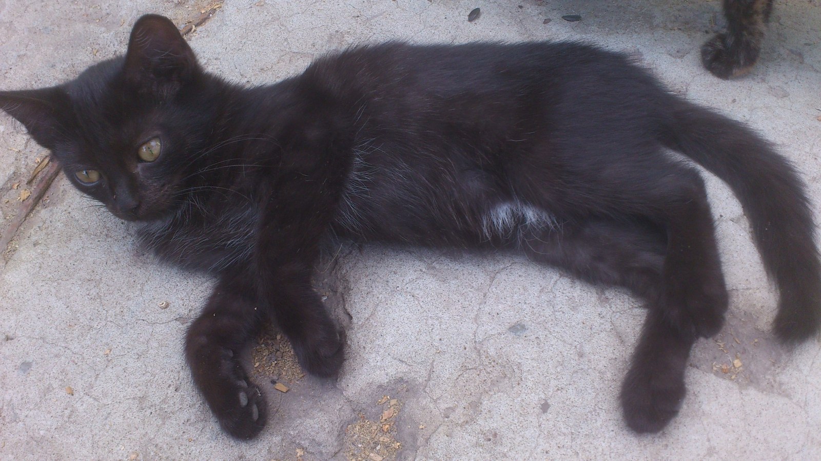 I will give cats - My, Tolyatti, I will give, Is free, Cat looking for a home, cat, Pet, Longpost, Help, Pets