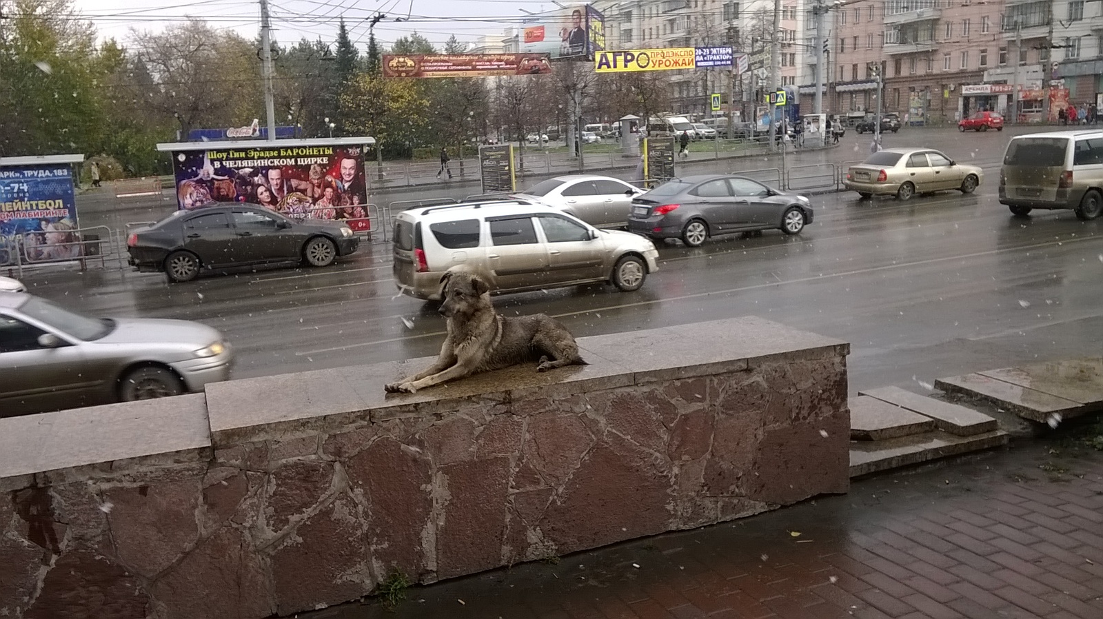 Встречает первый снег - Челябинск, Снег, Собака, Грация