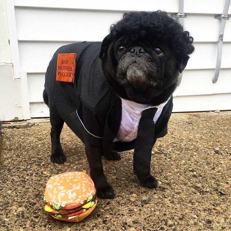 Pug Fiction - Photo, Pug, Pulp Fiction