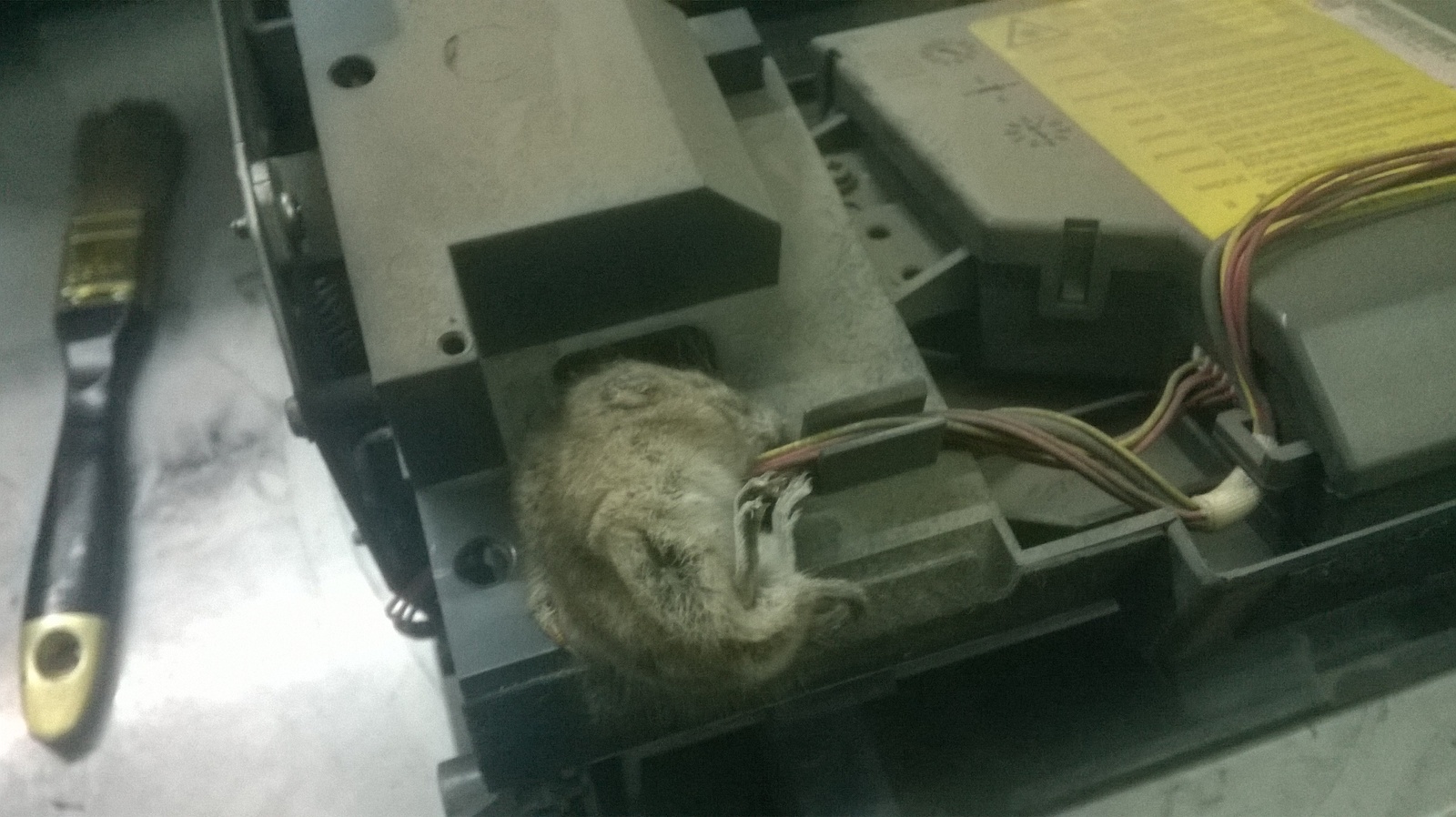 Brought the printer in for repair. - My, a printer, Death, Stupidity, Animals, Samsung, Not food