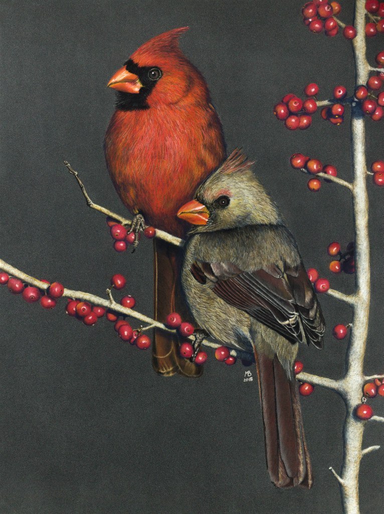 Red cardinals on a holly - My, Cardinal, Birds, Graphics, , Drawing, My