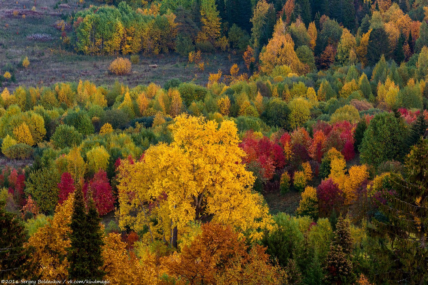 Лес Алтайский край осень