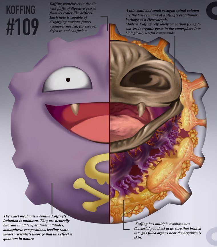 pokemon anatomy - Anatomy, Pokemon, Longpost