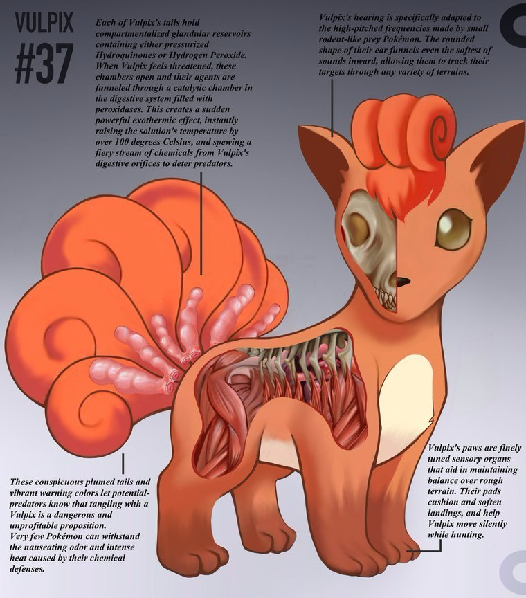 pokemon anatomy - Anatomy, Pokemon, Longpost