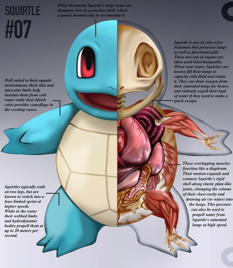 pokemon anatomy - Anatomy, Pokemon, Longpost