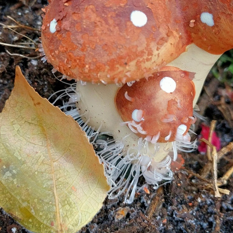 Frosty morning . - Photo, Nature, Mushrooms, Autumn, Ice, Unusual