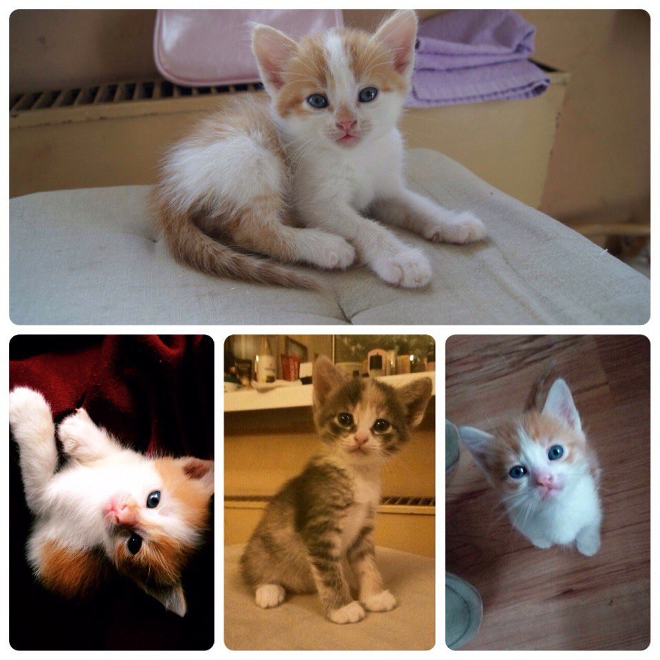 I give away kittens - My, I will give, cat, Help, Moscow, In good hands, Is free