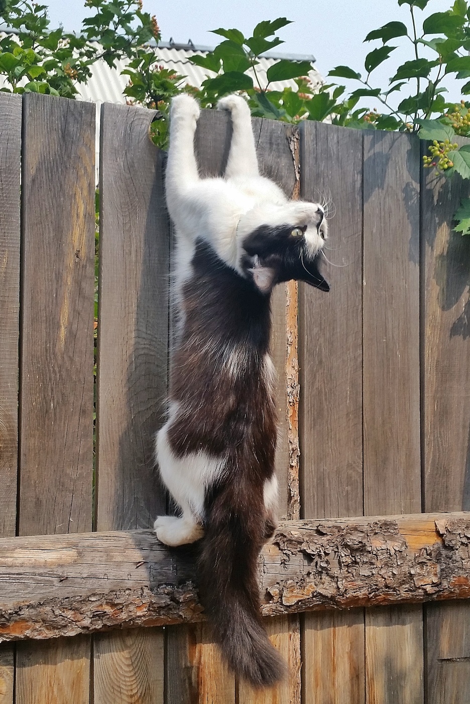 Lez-lez and suddenly became depressed - Photo, cat, Fence