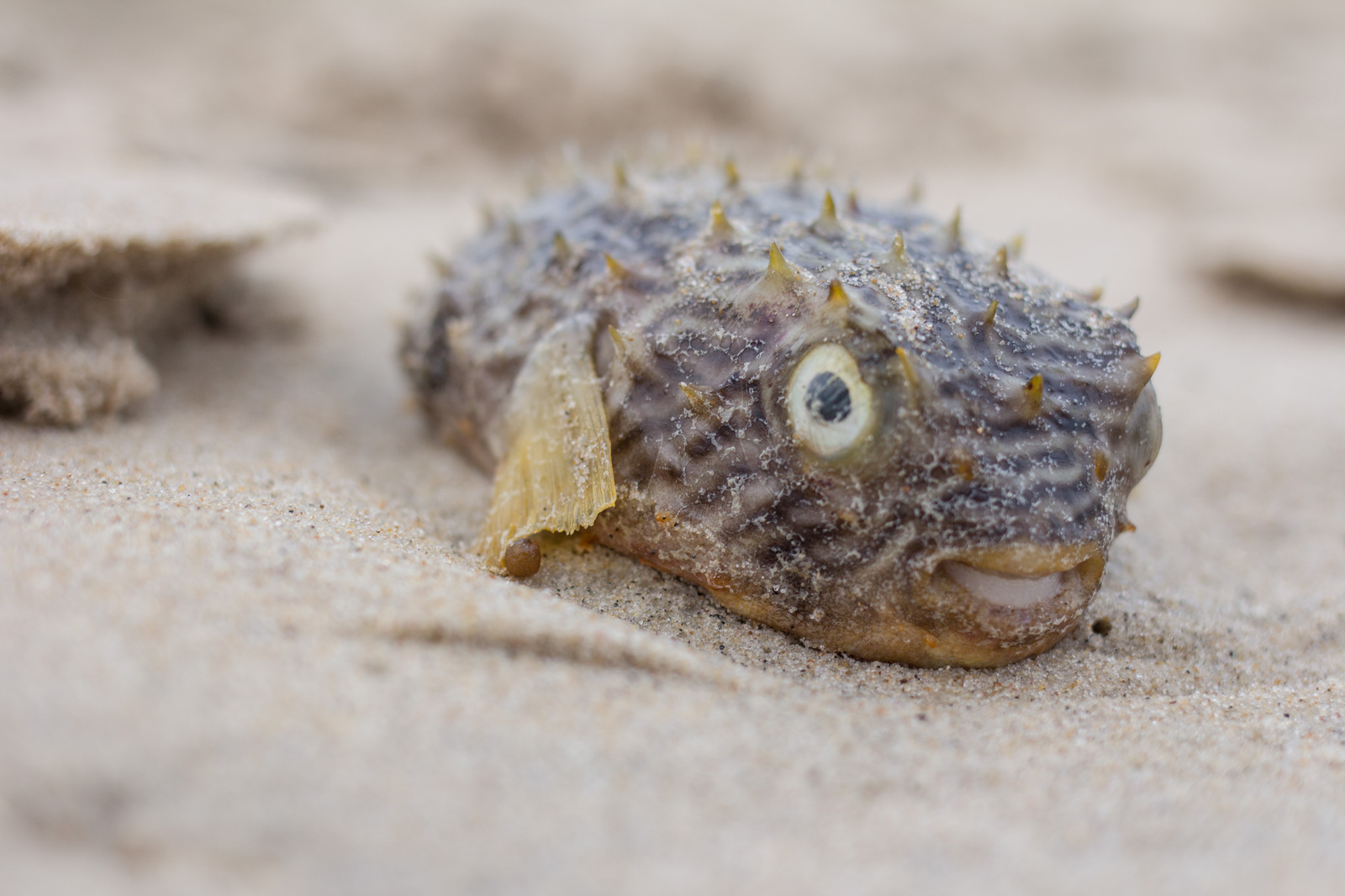 When everything is bad for you, but you are trying to look happy - Photo, Hedgehog fish, smile, Humor