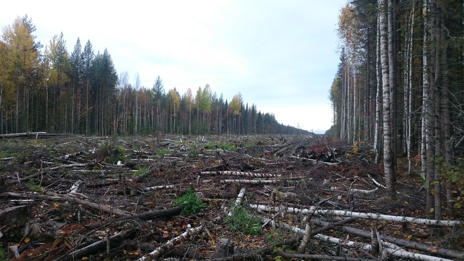 Северный лес или красоты за пределами городов | Пикабу