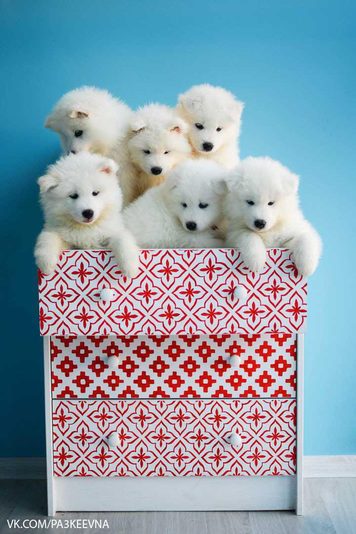 Samoyed babies - My, Photo, My, Samoyed, Dog, Puppies