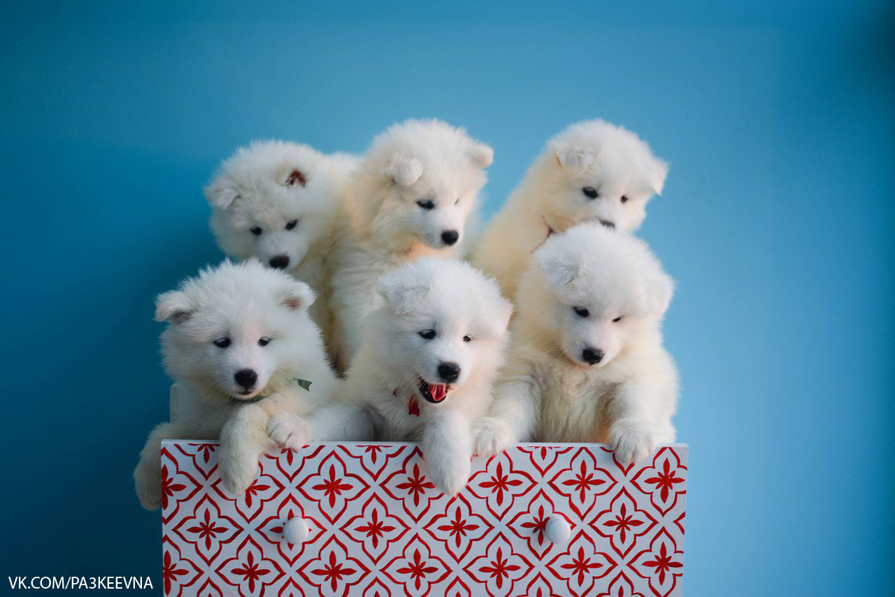 Samoyed babies - My, Photo, My, Samoyed, Dog, Puppies