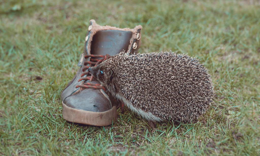 How a hedgehog ran to visit us - Photo, Hedgehog, Shoes