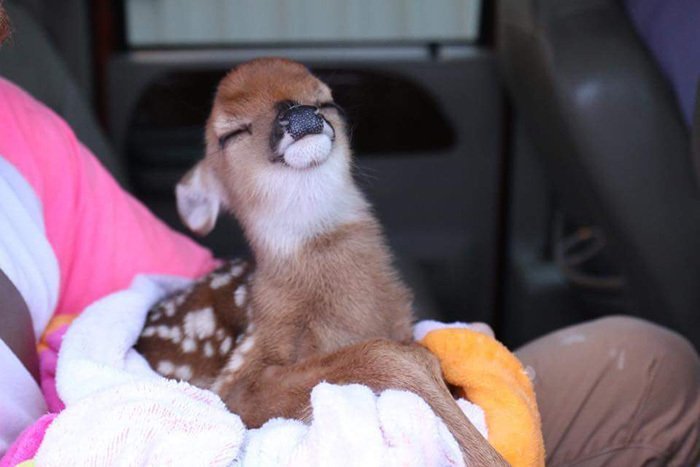 Your face when you were rescued from the flood - Photo, Fawn, Louisiana