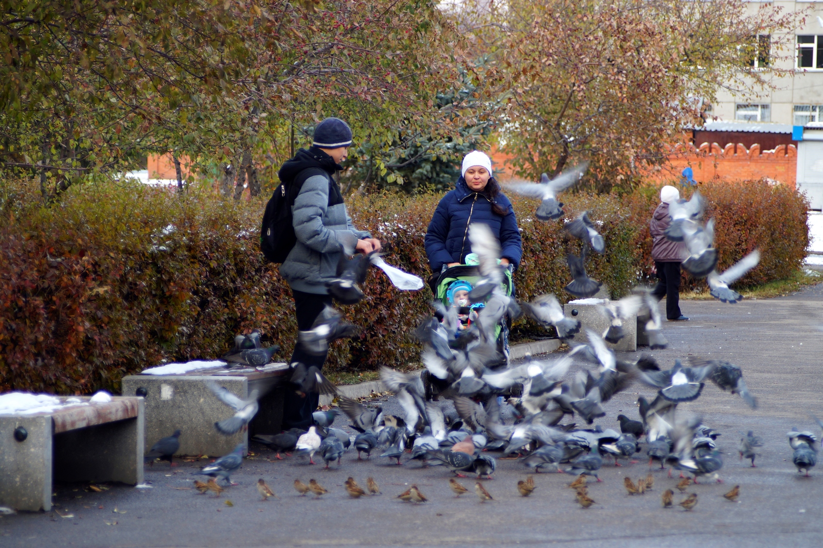 City walk - My, Town, Walk, Autumn, Snow, Krasnoyarsk, Longpost