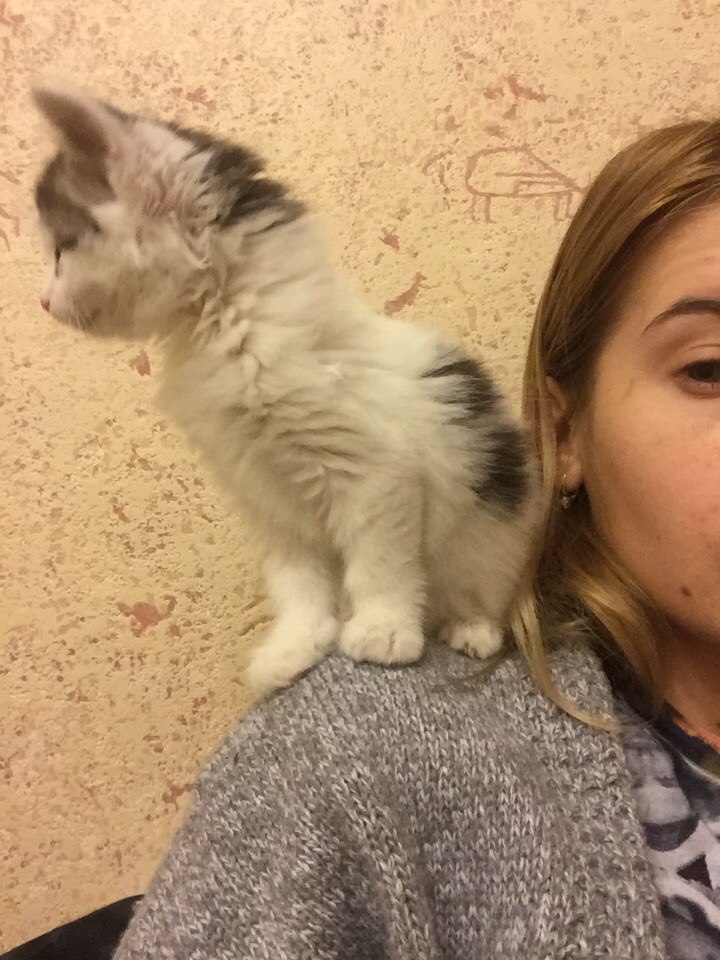 Moscow. Kitten in good hands - My, cat, In good hands, Good league, Animals, Pet, Longpost, Help, Pets