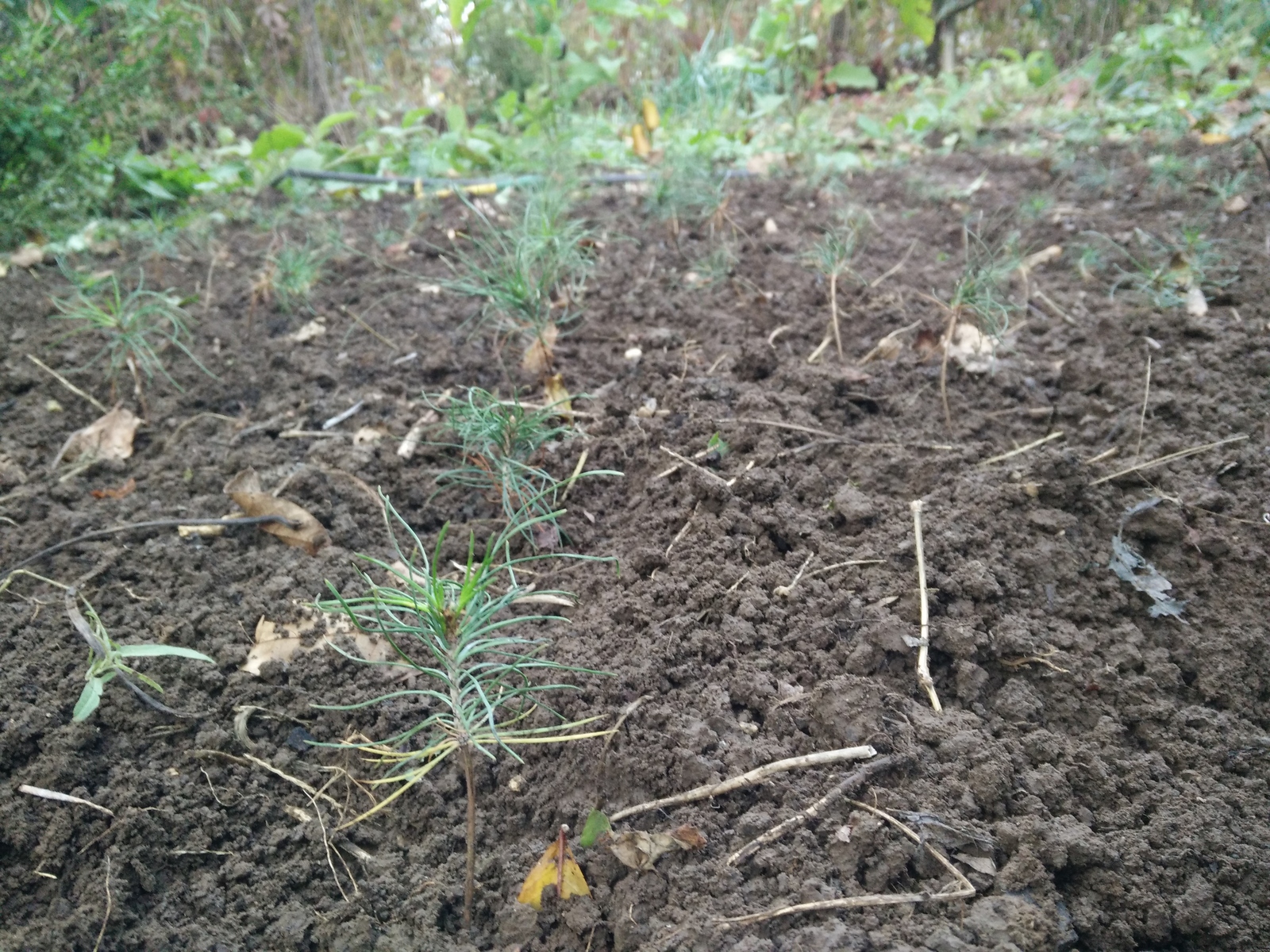 Planting pine seedlings in school - My, Pine, Photo, Growing, Tree, Saplings, Longpost, cat