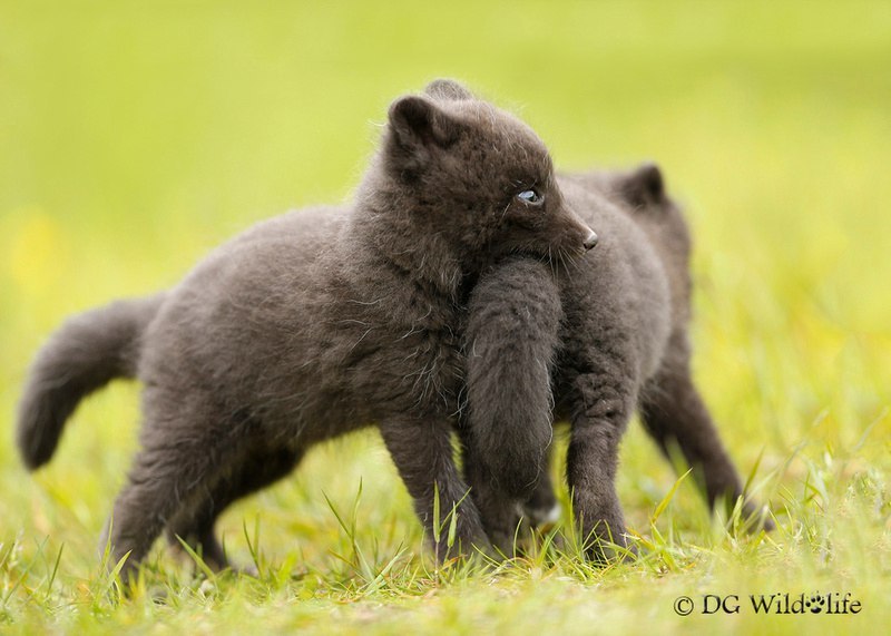 Arctic fox can be cute ^.^ - Fox, Fyr, Arctic fox, arctic fox, Animals, Katrin1989, Longpost