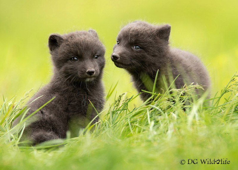 Arctic fox can be cute ^.^ - Fox, Fyr, Arctic fox, arctic fox, Animals, Katrin1989, Longpost