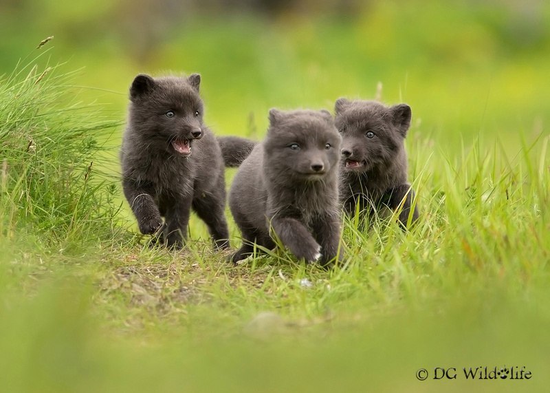 Arctic fox can be cute ^.^ - Fox, Fyr, Arctic fox, arctic fox, Animals, Katrin1989, Longpost