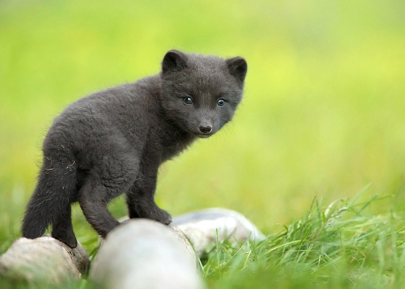 Arctic fox can be cute ^.^ - Fox, Fyr, Arctic fox, arctic fox, Animals, Katrin1989, Longpost