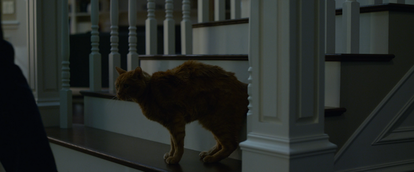 Mysterious cat in the movie Gone Girl - My, Disappeared, , cat, Longpost