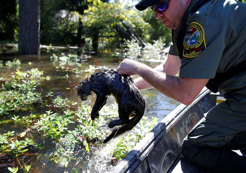 Rescuers take a cat out of the water after a hurricane - cat, Hurricane, The rescue